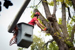 Highly Profitable Tree Servicing & Arborist Business - QLD
