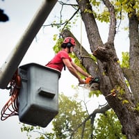 Highly Profitable Tree Servicing & Arborist Business - QLD image