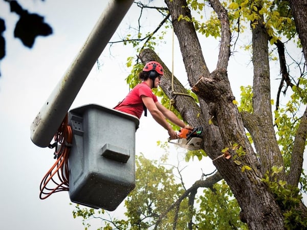 Highly Profitable Tree Servicing & Arborist Business - QLD