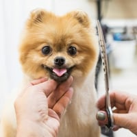 Eastern District Pet Grooming Salon for Sale image