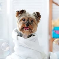 Charming Pet Shop in Melbourne\'s Eastern Suburb Ref: 17157 image