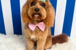 Luxury Dog Grooming Salon and Dog Daycare Centre - Camden, NSW