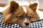 Dog Grooming Salon and Pet Boutique