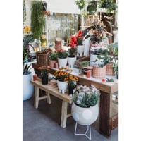 Boutique Plant / Garden Nursery & Giftware Store  Creative Lifestyle Business | Sydney image