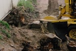 Two Long-Established Arborist Businesses with Strong Cashflow & Major Contracts