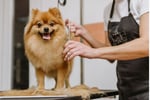 Pet Grooming Salon Sutherland Shire - Semi-Managed, High-Profit, New 3+3 Year Lease