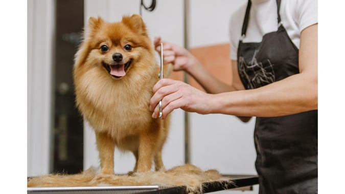 Pet Grooming Salon Sutherland Shire - Semi-Managed, High-Profit, New 3+3 Year Lease