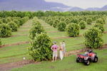 Easy to run, highly  profitable fruit farm.