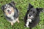 Pet Boarding Kennels business for sale with a Lifestyle Property SP1518