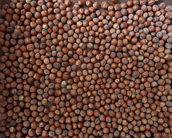 Sustainable Hazelnut & Agritourism Business Opportunity