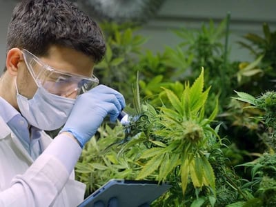 End to End Solution for the Medicinal Cannabis Industry image