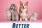 Exceptional Dog Grooming Salon