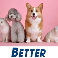 Exceptional Dog Grooming Salon in Hervey Bay image