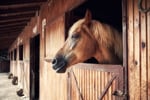 Million Dollar Sales, Animal and Pet Products #347