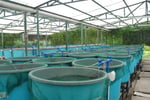 Longstanding & Scalable Fish & Vegetable Production Wholesaler and Restaurant