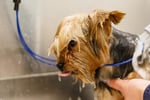 Pet grooming and Doggy daycare business - Sydney, strong team and profitable