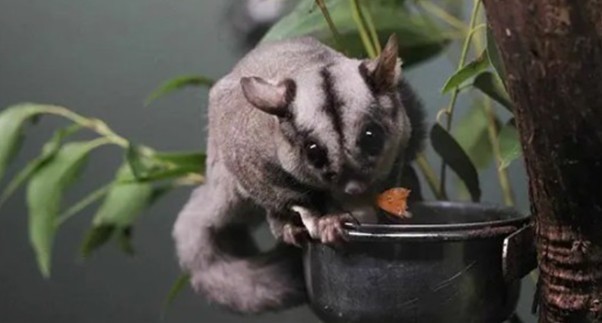 Profitable Pest Control Business for Sale