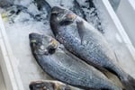 Coming Soon - Fresh Seafood Business - Easy To Run