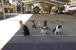 Melbourne s Go-To Dog Training Business PF1536