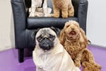 UNDER OFFER - Doggie Daycare and Training Business - Golden Grove, SA