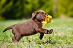 Bark Busters Dog Training Franchise