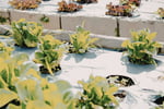 Coming Soon - Hobart-Based Hydroponic Business