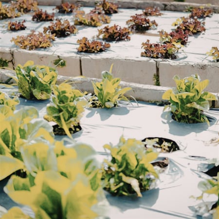 Coming Soon - Hobart-Based Hydroponic Business