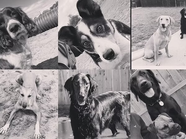 Pet Boarding Kennels business for sale with a Lifestyle Property SP1518