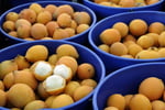 Easy to run, highly  profitable fruit farm.