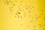 Pest Control Business - Launceston TAS