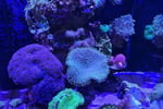 Established Aquarium Maintenance Business - Sydney, NSW