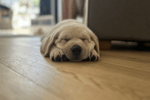 Profitable Dog Walking Business - Northern Beaches