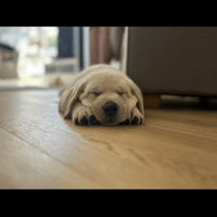 Profitable Dog Walking Business - Northern Beaches image