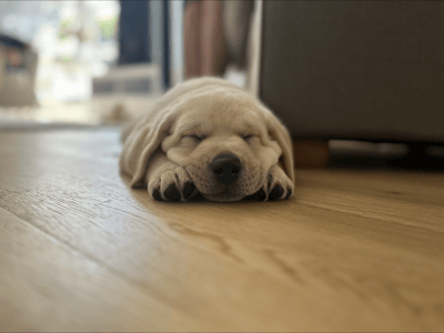 Profitable Dog Walking Business - Northern Beaches image