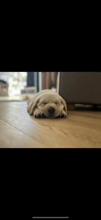 Profitable Dog Walking Business - Northern Beaches