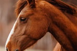 Equine-Focused Business Opportunity with Global Potential