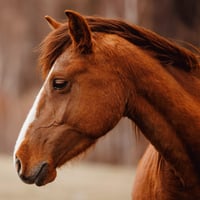 Equine-Focused Business Opportunity with Global Potential image