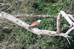 The closest Wet Tropics World Heritage river-based experience to Cairns