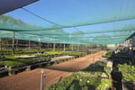Central to North Queensland Wholesale Nursery  Strategic Add on or Lifestyle Business