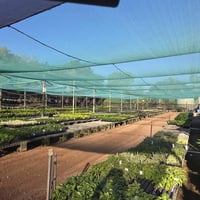 Central to North Queensland Wholesale Nursery  Strategic Add on or Lifestyle Business image