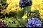 HERITAGE SEED BANK and OPEN GARDEN