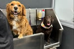 Dog Grooming Salon and Pet Supplies Store - Windradyne, NSW