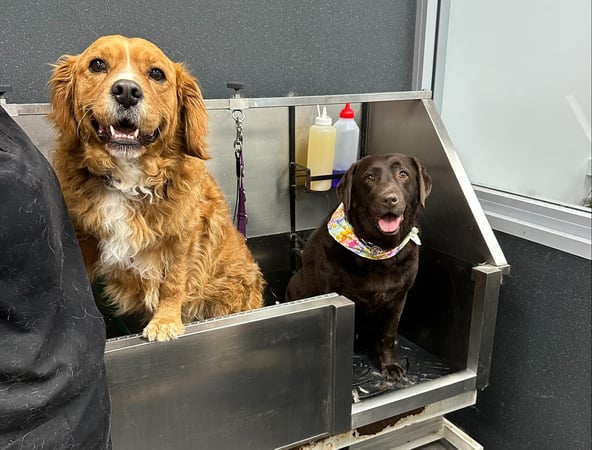 Dog Grooming Salon and Pet Supplies Store - Windradyne, NSW