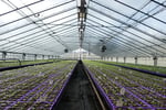 Invest and Grow with Easy Colour Wholesale Nursery
