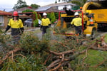 Jim\'s Tree lopping.