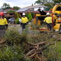 Jim\'s Tree lopping. image