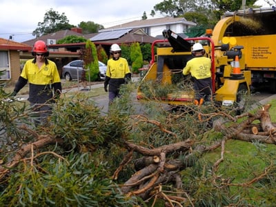 Jim\'s Tree lopping. image