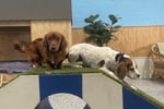 Luxury Dog Grooming Salon and Dog Daycare Centre - Camden, NSW