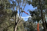 Two Long-Established Arborist Businesses with Strong Cashflow & Major Contracts