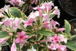 Nursery Business & Freehold Property